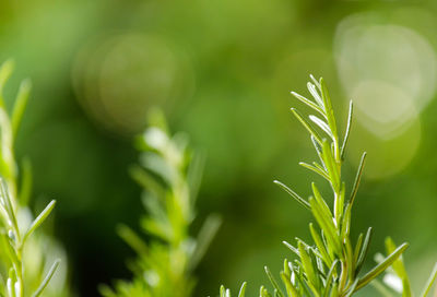 Close-up of fresh green plant