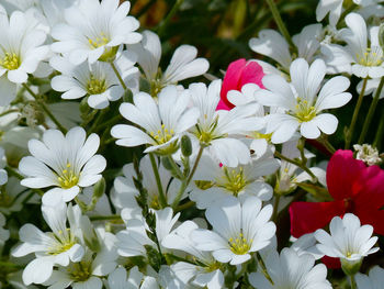 Close-up of white flowers blooming outdoors