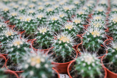 Close-up of succulent plant