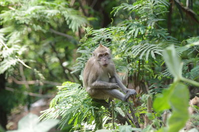 Monkey sitting on a tree