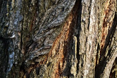 Full frame shot of tree trunk