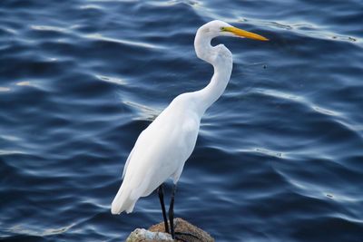 Close-up of white bird in water