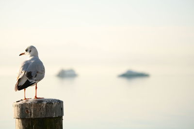 Seagull perching on wooden post by sea against sky