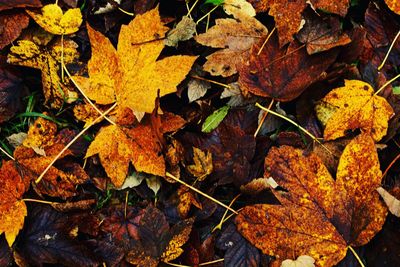 Close-up of autumn leaves