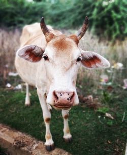 Portrait of cow standing on field