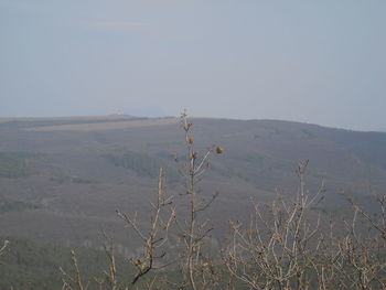 Scenic view of landscape against clear sky