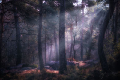 Sunlight streaming through trees in forest