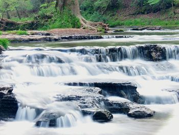 River flowing through forest