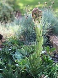 Close-up of succulent plant growing on field