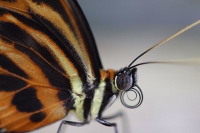 Close-up of insect