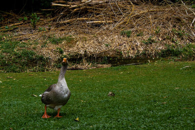 Bird on a field