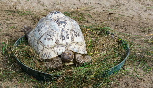 High angle view of a turtle on field