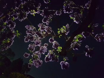 Low angle view of flowering plant against trees at night