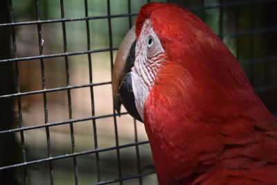 Close-up of parrot in cage