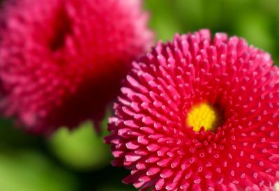 Close-up of pink flowers