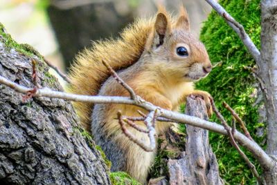 Squirrel on tree