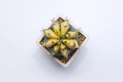 High angle view of fruits against white background