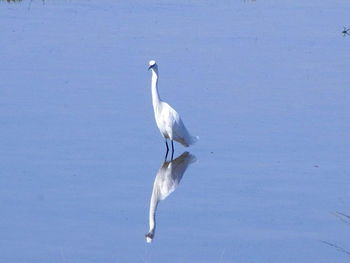 Bird on white background