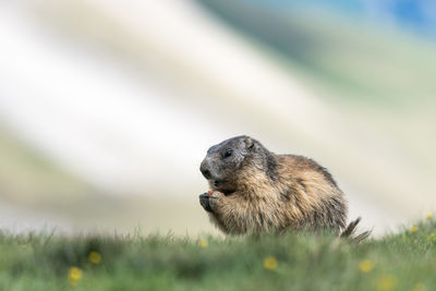 Close-up of squirrel on grass