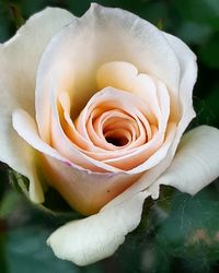 Close-up of white rose blooming outdoors