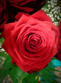 Close-up of red rose