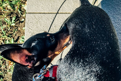 High angle view of a dog