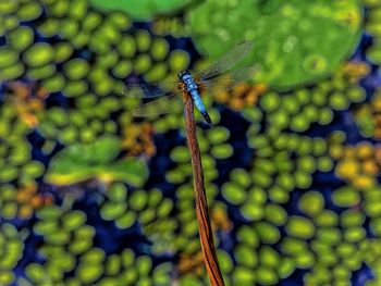 Full frame shot of trees