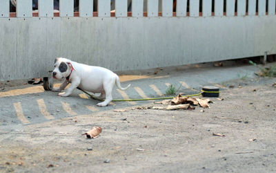 Portrait of a dog lying down