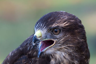 Portrait of pretty buzzard against green background