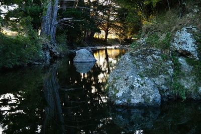 River flowing through forest