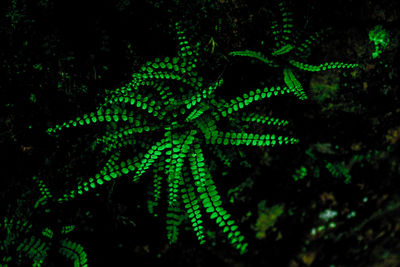 Close-up of green plant