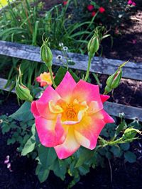 Close-up of pink flower