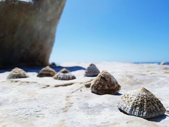 Surface level of sandy beach against clear sky