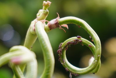 Close-up of green plant