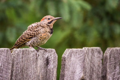 Close-up of bird perching on wooden post