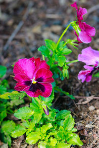 Close-up of pink hibiscus blooming outdoors