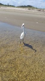 View of a bird on beach