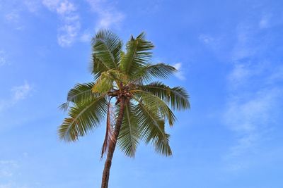 Low angle view of coconut palm tree against blue sky