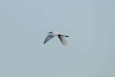 Low angle view of seagull flying against clear sky