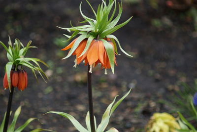 Close-up of orange day lily blooming outdoors