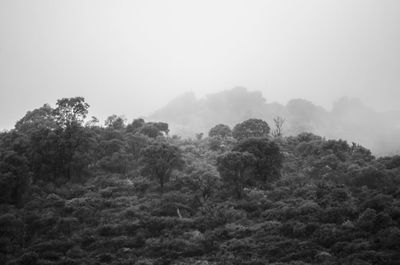 Trees on landscape against sky