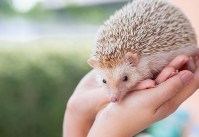 Cropped hands of woman holding hedgehog