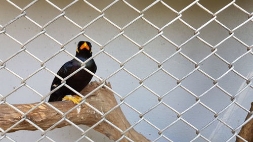 A parakeet was imprisoned in a cage.