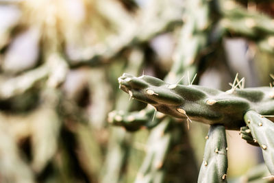 Close-up of plant