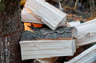 Close-up of logs on tree trunk