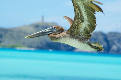 Close-up of bird flying over sea