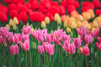 Close-up of tulips blooming on field