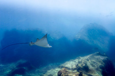 Whitespotted eagle ray  swimming between the reef rocks