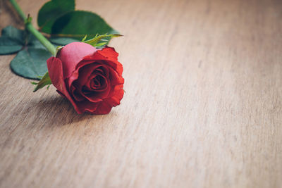 Close-up of red rose on table