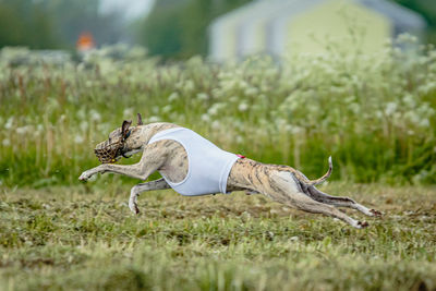 Whippet dog in white shirt running and chasing lure in the field on coursing competition